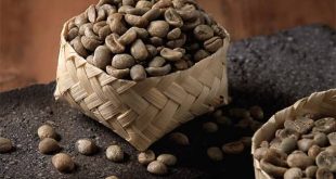 coffee lintong dan kopi gayo