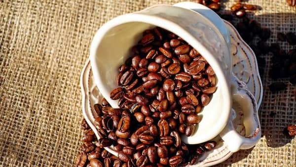 Supplier Arabica Coffee Gayo
